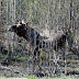 Norge Russland Grense : Sor Varanger Treriksroysa Travel North : Se den norsk/russiske grensen ved storskog.