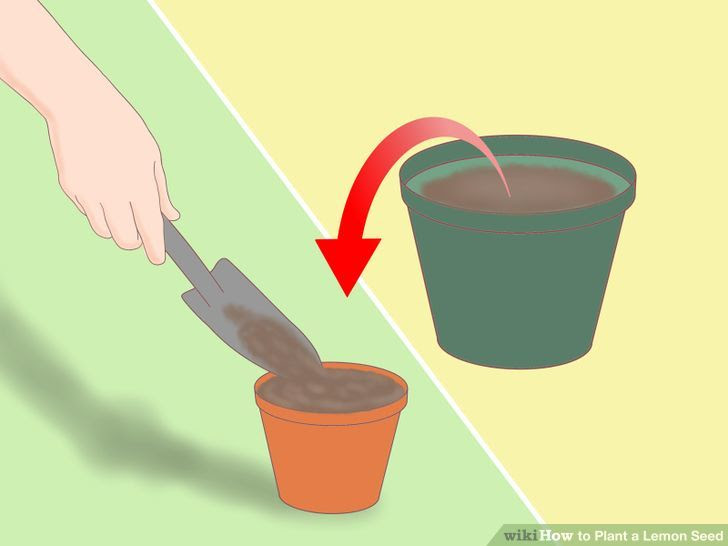 Plant a Lemon Seed Step 3 Version 3.jpg