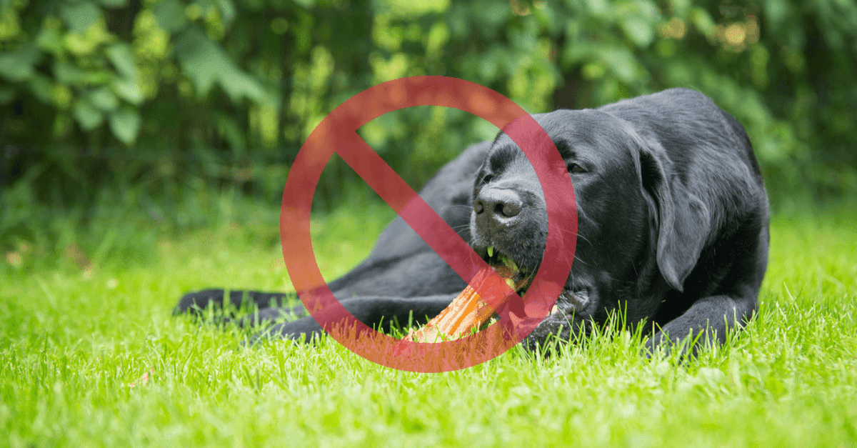 これもダメなの 犬に食べさせてはいけない 避けたい食べ物7つ いきもんぱらだいす