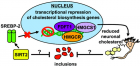 SIRT2inhibitor (Credit: ACS)