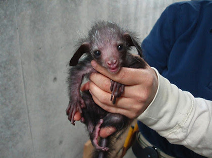 思わず かわいい 動物の赤ちゃんが次々誕生 上野動物園 住まい インテリアニュー速vip
