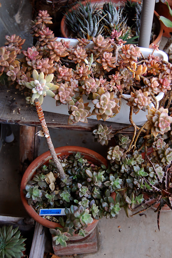 二色のブロンズ姫プト 緑町のウェブ屋 多肉植物と球根 着生植物のベランダガーデン 跡地