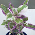 Snow White Purple Waffle Plant : There are around 30 different varieties of hemigraphis alternata.