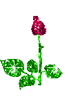 Glitter Rose Pictures, Images and Photos