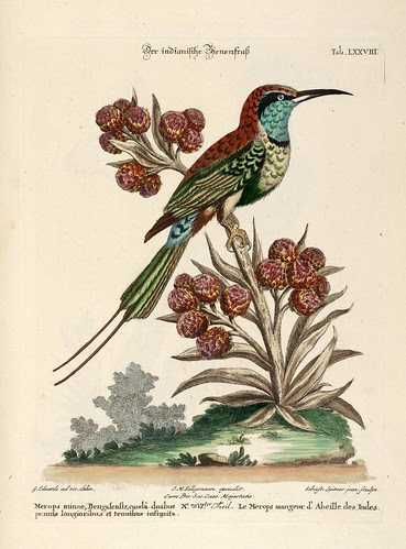 Le Merops mangeur d'Abeille des Indes