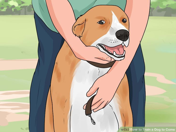 Train a Dog to Come Step 2 Version 2.jpg