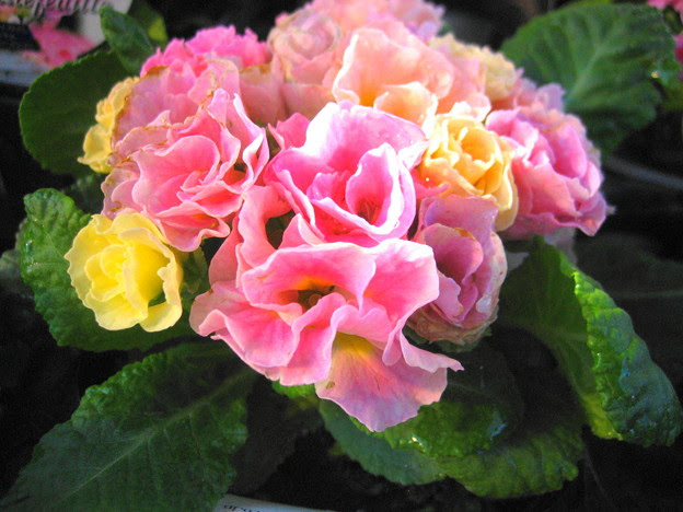 プリムラ ジュリアン イチゴのミルフィーユ の花２ 写真共有サイト フォト蔵