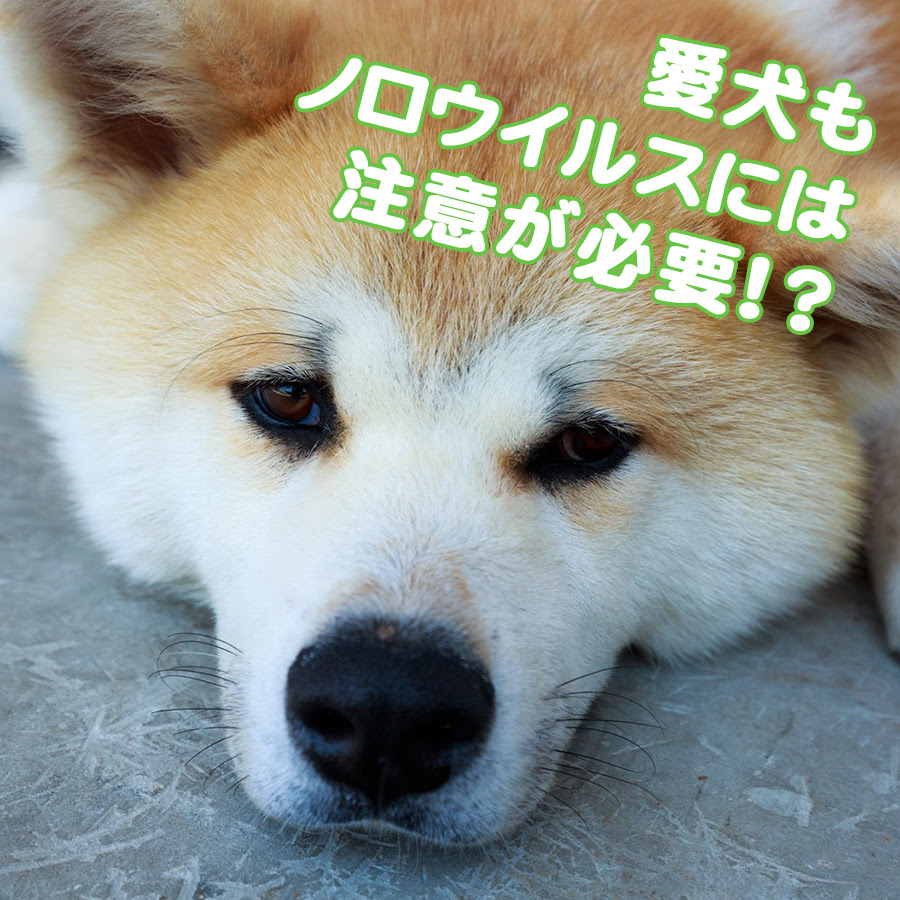 獣医師監修 愛犬もノロウイルスには注意が必要 犬の嘔吐や下痢の原因とは