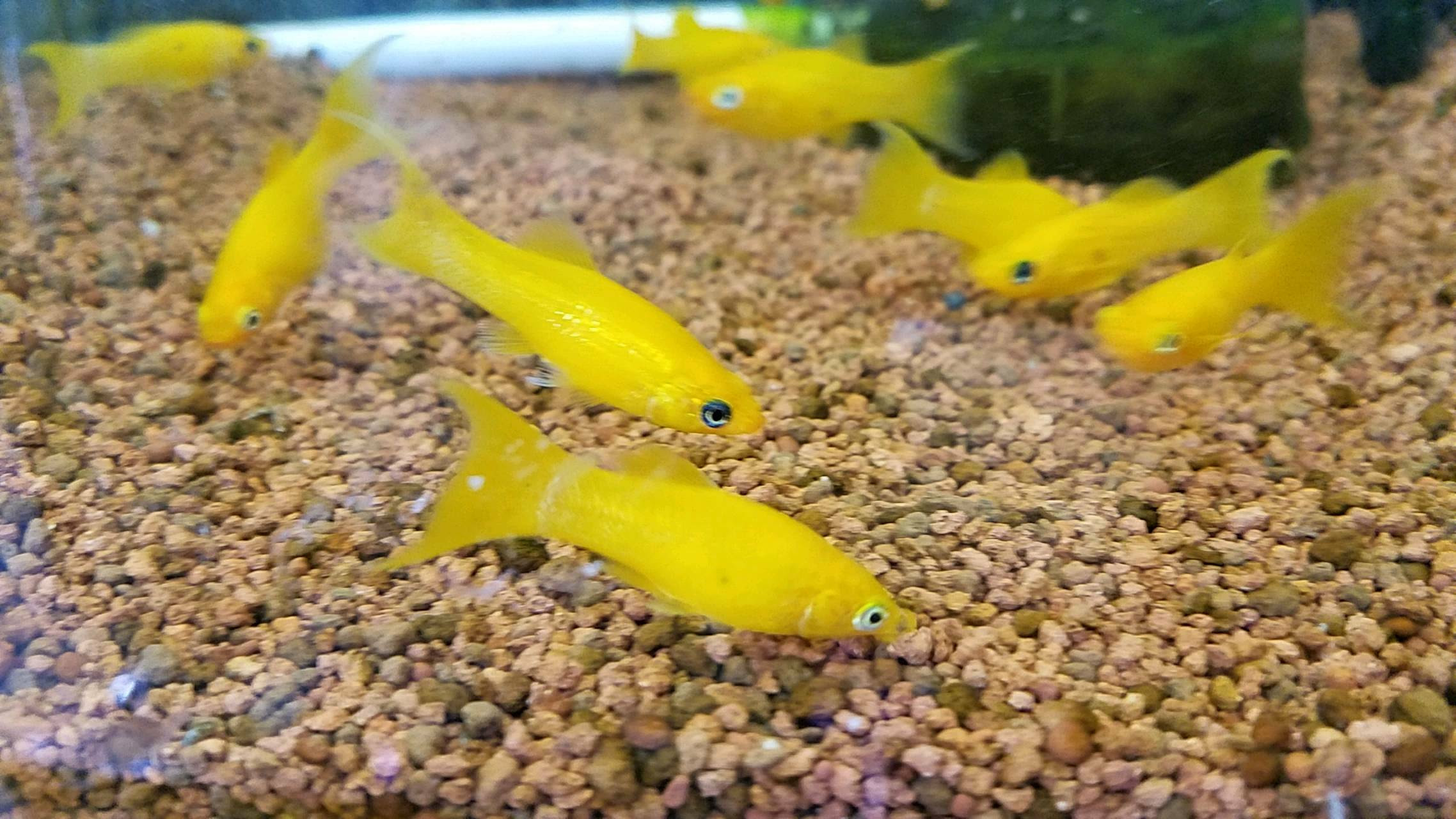 オレンジネオンライヤーモーリー 1992年創業 長崎の熱帯魚shop アクアフリークアルタム のblog