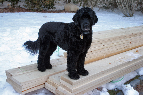 skippy on my new garden lumber 034