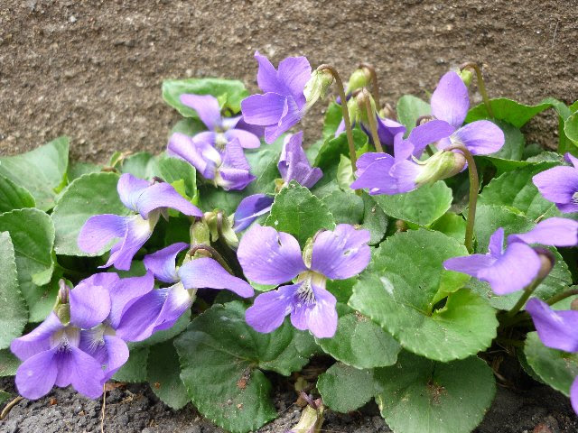 スミレ すみれ 菫 の花言葉 花言葉事典