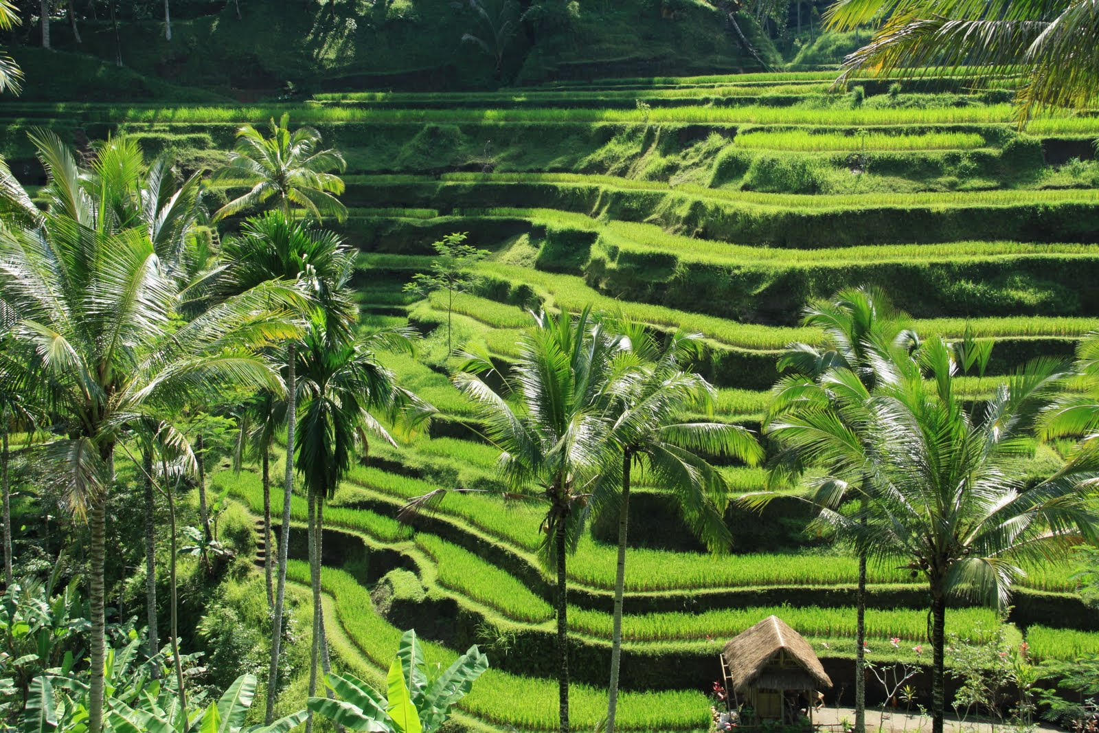 7 Things To Do In Ubud