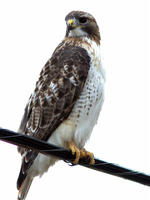 Red-tailed Hawk 2-20130119