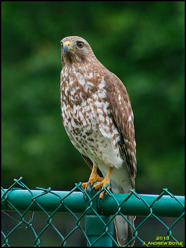 Red-shouldered Hawk