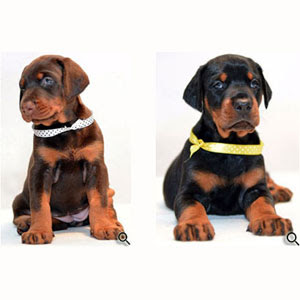 European doberman pinscher puppies for sale in USA in ...