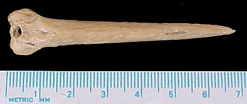 Bone Awl