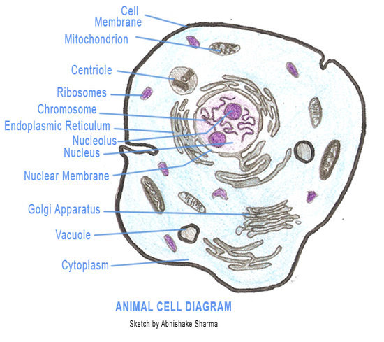 Labeled Animal Cell Diagram For Kids. animal cell diagram. animal