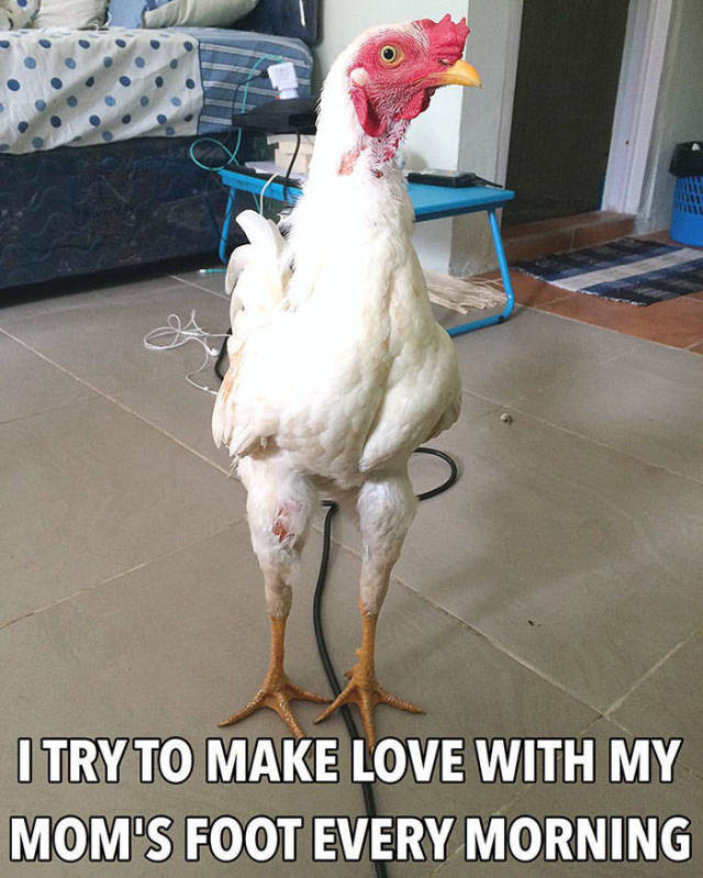 Pet Shaming. Now In Chicken Edition