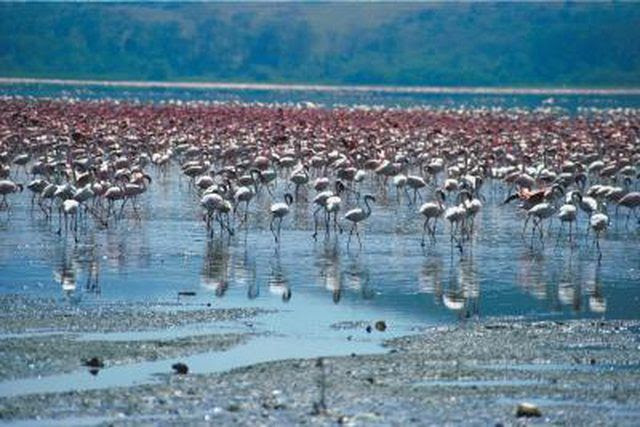Learn What Is The Definition For A Natural Habitat A Man Made Habitat How To Guides Tips And Tricks