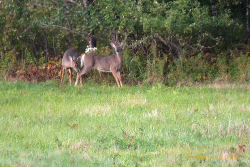 White-tailed buck & doe   03.jpg