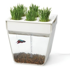  Water Garden - Self Cleaning Fish Tank Kitchen Herb Aquaponics Organic