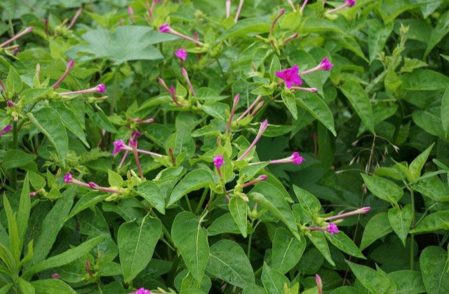 春天路旁寻得一株野草 夏日盆中开满一 树 紫花 紫茉莉