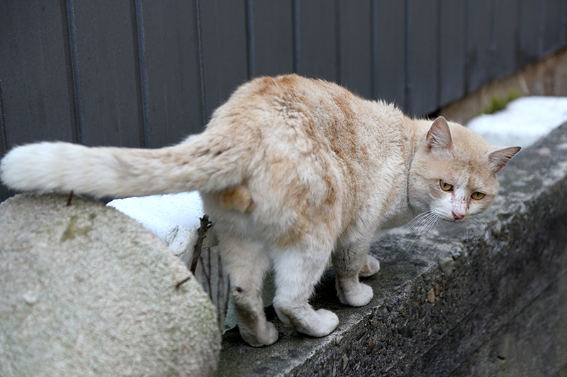 猫の去勢手術 避妊手術の費用は 助成金で安くなるって本当