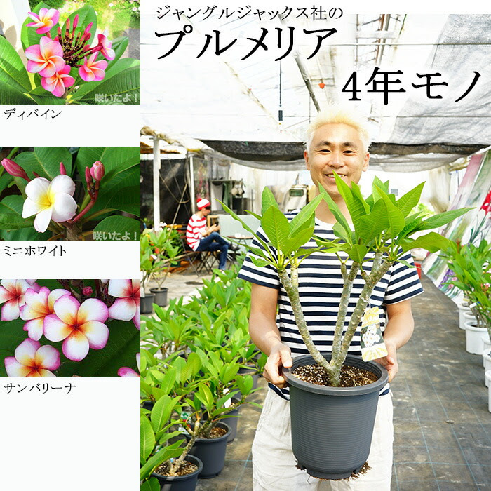 ゲキハナ感激安心のお花屋さん 本店