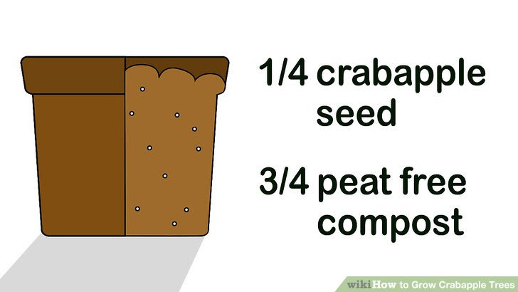 Grow Crabapple Trees Step 1.jpg