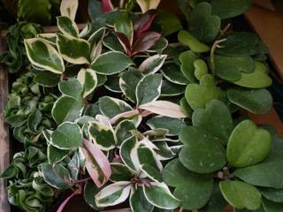 耐陰性抜群の ホヤ 入荷 観葉植物 インテリアグリーンとギフト プランツコーディネイトのアジアック