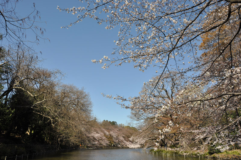 ２０１１ ４ ４ 井の頭公園の桜 今年の開花状況 少し華やぎはじめました といってもまだまだですが 今年の野川の桜のライトアップは中止になりました 孔雀のいる庭