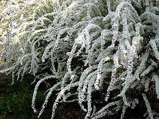 ユキヤナギ ゆきやなぎ 雪柳 の花言葉 花言葉事典