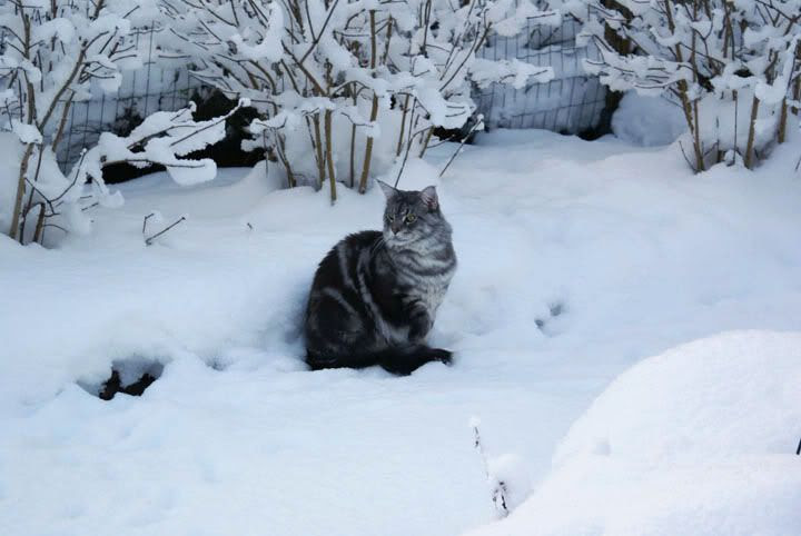 Zammy och Mille snötiger