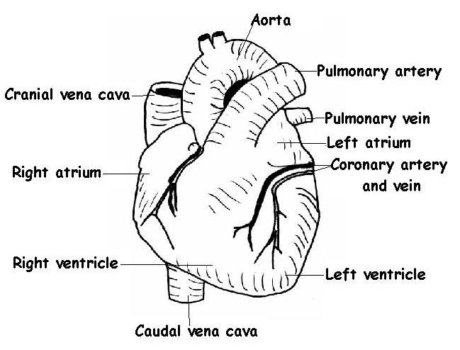 heart diagram with labels. The heart is tilted slightly