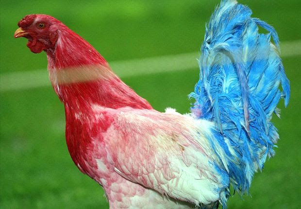 symbol france rooster of gallic Symbol French Wallpapers Rooster