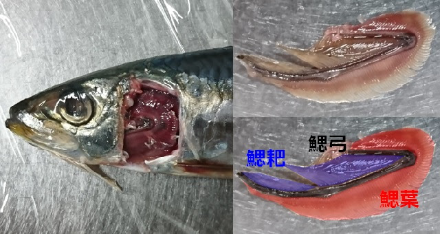 魚のえら ミクロ探偵団 ミヤマ株式会社 環境分析測定 リサーチ