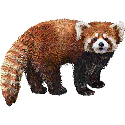 レッサー パンダ レッド パンダのイラスト 条件付フリー素材集