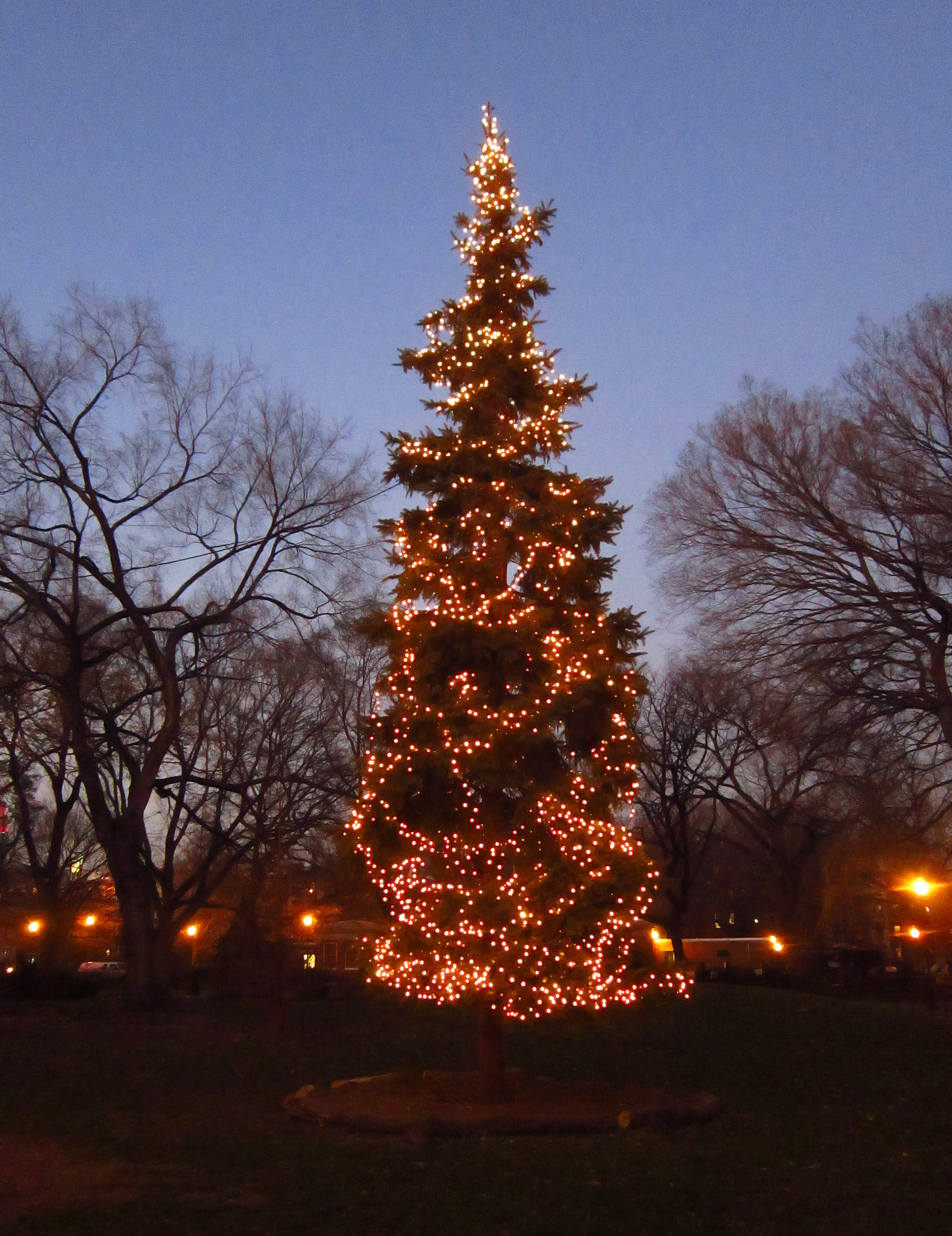 Tompkins Square tree lighting