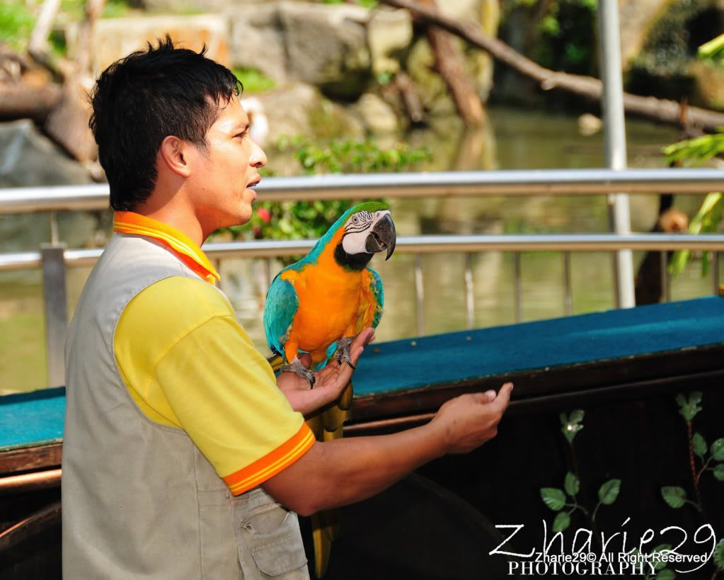 burung,Bird,KL Bird Park,Kuala Lumpur,Colourful