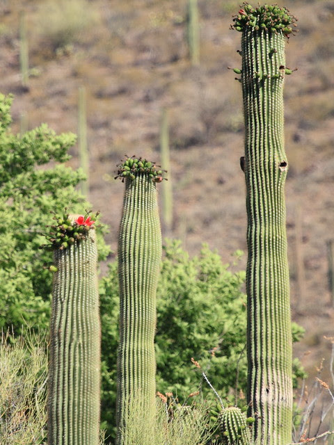 Saguaro Cactus in bloom 20130614 - Copy