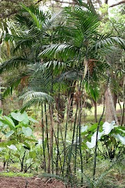 Populer 27+ Palem Chamaedorea