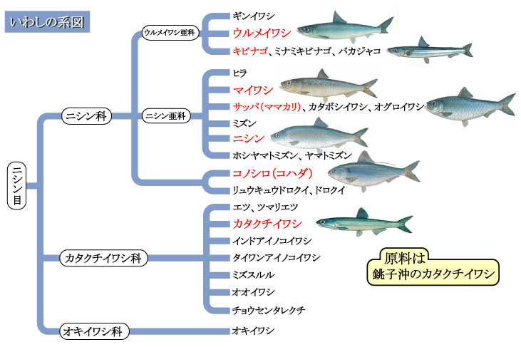 原料のいわしについて 無添加非加熱抽出魚油の銚子海洋医薬研究所
