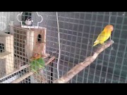 Hangat Kandang Koloni Lovebird Minimalis Hiasan Rumah, paling populer!