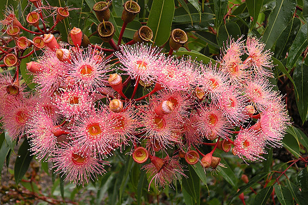 Corymbia Cultivars