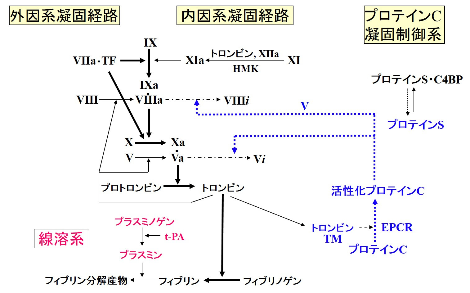 一般社団法人 日本血栓止血学会 用語集 詳細説明