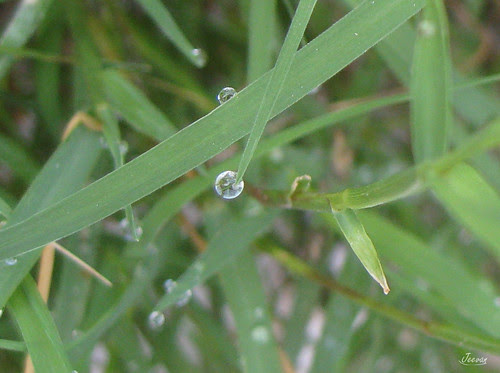 a tine drop