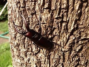 かぶと虫を捕まえに行こう 印旛沼カブト虫研究所