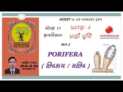 PHYLUM - PORIFERA || સમુદાય - છિદ્રકાય || STD 11 || પ્રકરણ  4 પ્રાણી સૃષ્...