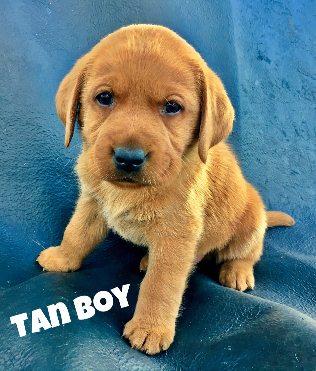 5 Week Old Puppy Pics Revelation Labradors