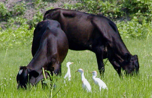 trees and birds commensalism pictures